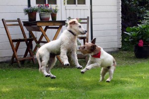 group_classes group classes 300x200 Dog Obedience Group Training