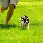 The Place Command Works on Front Door Barking dogrun 150x150 The Place Command Works on Front Door Barking