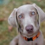 Weimeraner Puppy Training