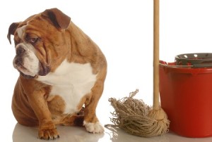 bulldogpeeinginhousebigstock Bulldog With Mop And Bucket 3852946 300x202 Your Dog’s Behavior Will Change When You Change