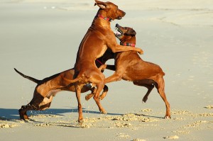 dogisbully dogisbully 300x199 Has Your Dog Unfairly Been Labeled A Social Bully