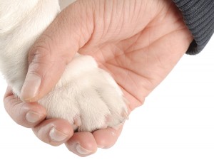 mindsetanddogtraining 300x225 Your mindset and the success of your dog training go hand in hand.
