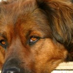 Dog Training: Does Your Dog Suffer from Owner Impairment?