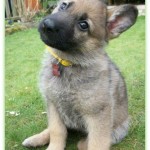 Train Your Dog by Changing Locations