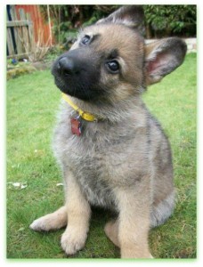 Train Your Dog by Changing Locations cute GSD puppy sitting sized 228x300 Train Your Dog by Changing Locations