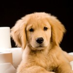 Puppy Potty Training Mistakes