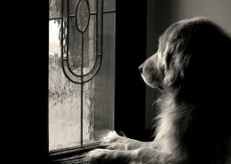 stop dog barking, Jim Burwell