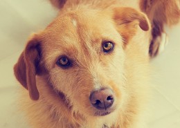 dog behavior Houston, Jim Burwell expert dog trainer