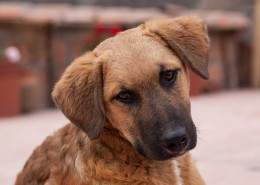 dog training, Jim Burwell dog trainer