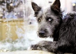 dog separation anxiety, Jim Burwell