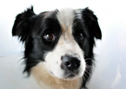 dog behavior training, dog behavior expert Jim Burwell