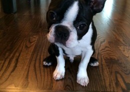 dog behavior tv, Jim Burwell dog behavior expert