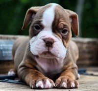 puppy training Houston, Jim Burwell Dog Trainer