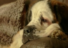 dog behavior Houston, Jim Burwell dog trainer