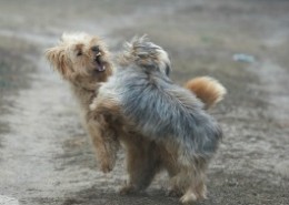 family dogs fight, Jim Burwell, dog behavior Houston