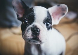 dog behavior Houston, Jim Burwell dog trainer