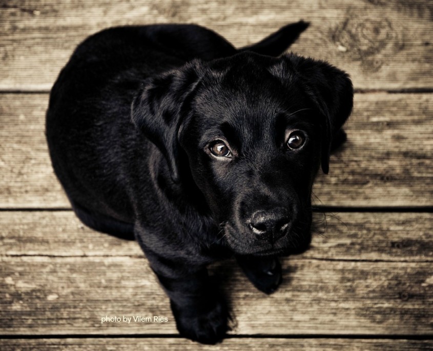 Puppy Training by Jim Burwell