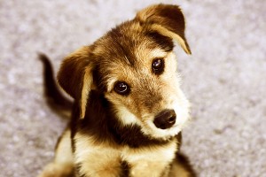Nose to Tail Puppy Training