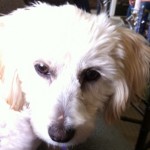 curly robinson1 150x150 Video Review:  Potty training a junk yard puppy