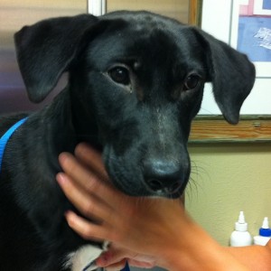 Abused rescued dogs need special traiing