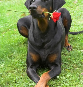 Tips for Obedience Training Your Dog