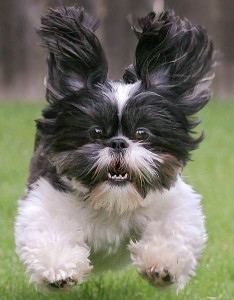 Flying Shih Tzu 2068708 234x300 Dog Obedience: Not coming when called