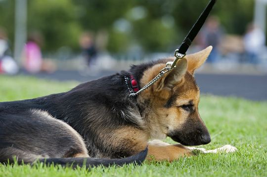 Dog Training: The Easy Way or the Hard way