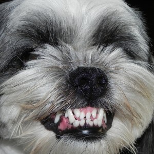 dog shows teeth cropped bigstock Unhappy Lhasa Apso 9799586 2 300x300 Aggression in Dogs: Is Your Dog Aggressive Towards Visitors?