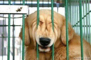 funnypuppyincrate 300x199 Puppy Training: Stressing Stay at Home Moms