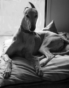 Copy 2 of right turn desktop 236x300 My Dog is Fearful of Everything