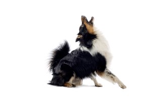 mydogisanxiousinthecrate1 300x200 My Dog is Anxious in the Crate