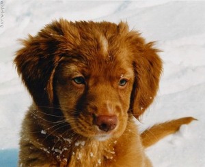 If Your Puppy Could Talk, What Would He Tell You He Needs?