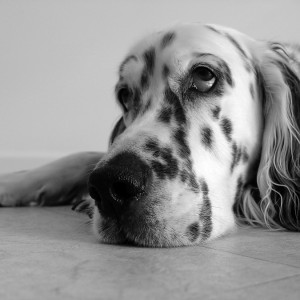 Bored Dog