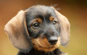 We Thought Our Puppy Training Would Go Quickly!