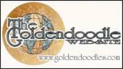 goldendoodles