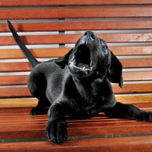 new puppy barking