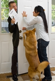 No Dog Training? No Excuse!