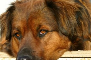 Dog Training: Does Your Dog Suffer from Owner Impairment?