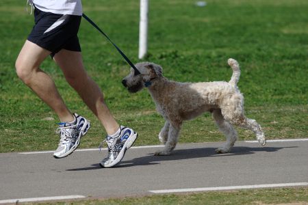 Help Your Dog Beat the Heat