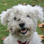 Teenage Dog: Okay, Just Shoot Me Now