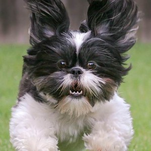 Control Your Dog Behavior