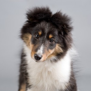 Well Trained Puppy in 15 Minutes a Day