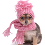 Small Dogs Need Training and Exercise
