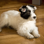 A Well Mannered Dog: One Sure Fire Solution