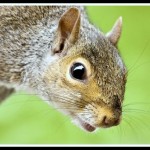 Dogs Chasing Squirrels