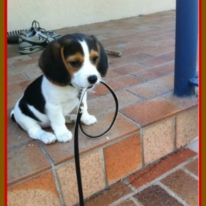 Great Puppy Training Tip