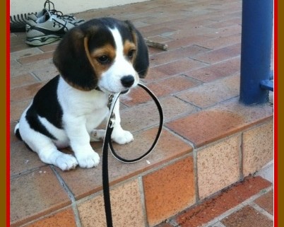 Great Puppy Training Tip