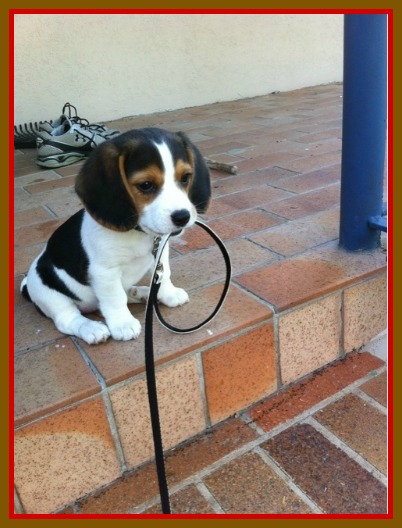 Great Puppy Training Tip