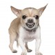 Angry Chihuahua growling, 2 years old, in front of white backgro