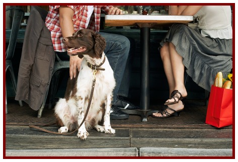 Stop Bad Dog Manners at Your Front Door